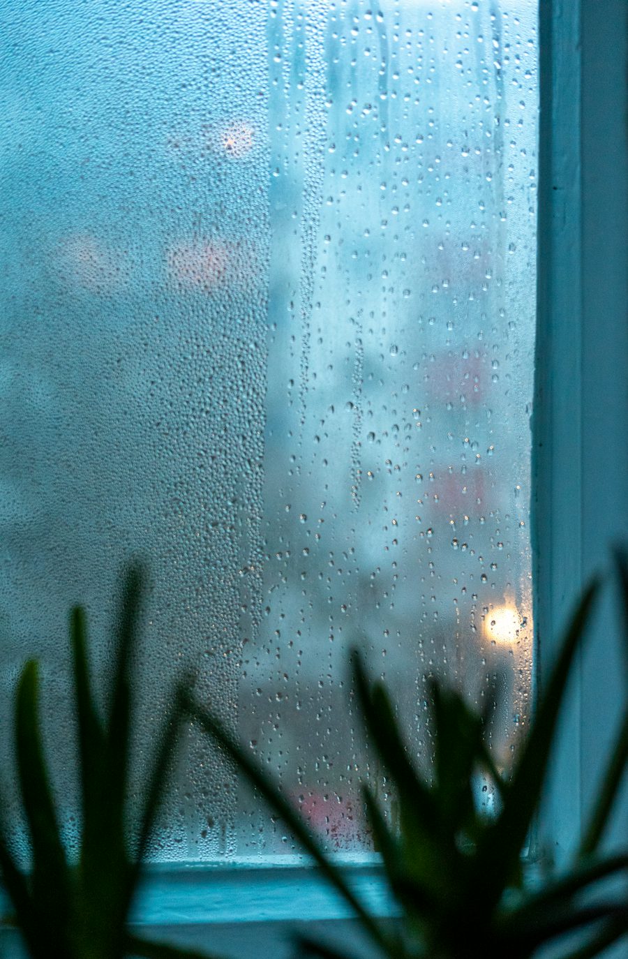 Rain on a window beside a houseplant